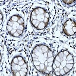 Immunohistochemistry - Anti-TH1L Antibody (A9551) - Antibodies.com