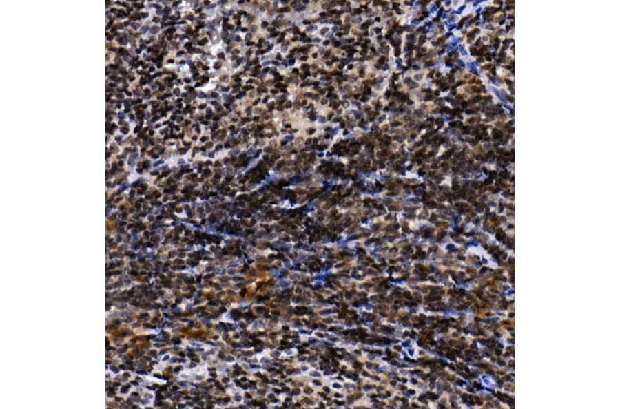 Immunohistochemistry - Anti-TH1L Antibody (A9551) - Antibodies.com