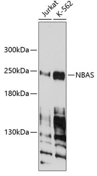 Western blot analysis of extracts of various cell lines, using Anti-NBAS Antibody (A4748) at 1:1,000 dilution. Secondary antibody: Goat Anti-Rabbit IgG (H+L) (HRP) (AS014) at 1:10,000 dilution. Lysates / proteins: 25µg per lane. Blocking buffer: 3% non-fat dry milk in TBST. Detection: ECL Enhanced Kit (RM00021). Exposure time: 90s.