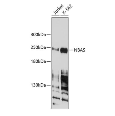 Western Blot - Anti-NBAS Antibody (A9552) - Antibodies.com