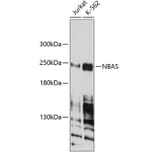 Western Blot - Anti-NBAS Antibody (A9552) - Antibodies.com