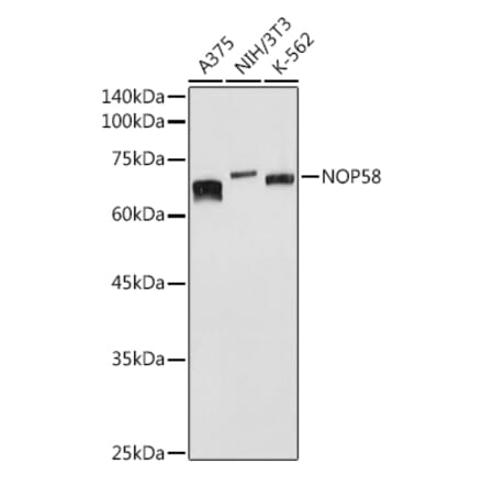 Western Blot - Anti-NOP58 Antibody (A9553) - Antibodies.com