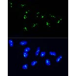 Immunofluorescence - Anti-NOP58 Antibody (A9553) - Antibodies.com
