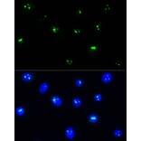 Immunofluorescence - Anti-NOP58 Antibody (A9553) - Antibodies.com