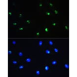 Immunofluorescence - Anti-NOP58 Antibody (A9553) - Antibodies.com