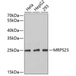 Western Blot - Anti-MRPS23 Antibody (A4754) - Antibodies.com