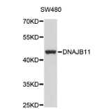Western Blot - Anti-DNAJB11 Antibody (A4760) - Antibodies.com