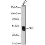 Western Blot - Anti-CPVL Antibody (A4783) - Antibodies.com