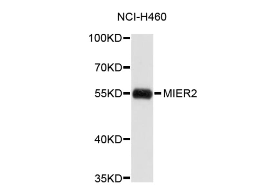 Western Blot - Anti-MIER2 Antibody (A4788) - Antibodies.com