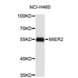 Western Blot - Anti-MIER2 Antibody (A4788) - Antibodies.com