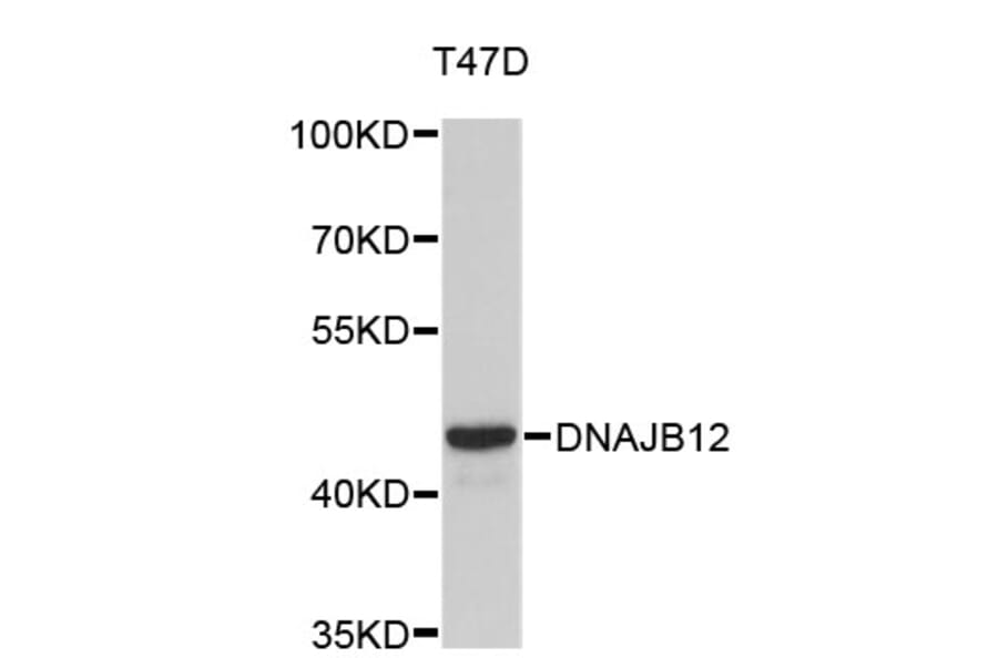 Western Blot - Anti-DNAJB12 Antibody (A4796) - Antibodies.com