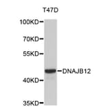 Western Blot - Anti-DNAJB12 Antibody (A4796) - Antibodies.com