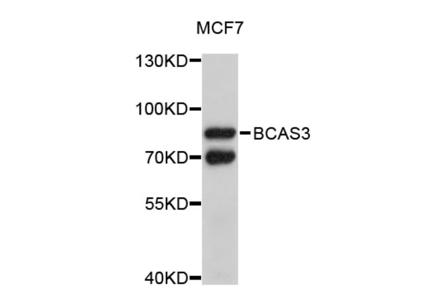 Western Blot - Anti-BCAS3 Antibody (A4799) - Antibodies.com