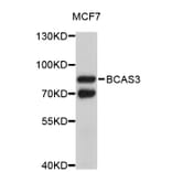 Western Blot - Anti-BCAS3 Antibody (A4799) - Antibodies.com