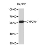 Western Blot - Anti-CYP2W1 Antibody (A4803) - Antibodies.com