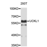 Western Blot - Anti-UCKL1 Antibody (A4806) - Antibodies.com