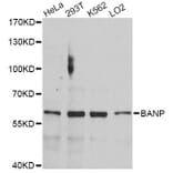 Western Blot - Anti-BANP Antibody (A4807) - Antibodies.com