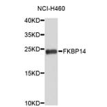 Western Blot - Anti-FKBP14 Antibody (A4810) - Antibodies.com