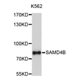 Western Blot - Anti-SAMD4B Antibody (A4811) - Antibodies.com