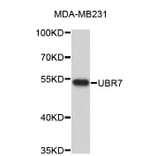 Western Blot - Anti-UBR7 Antibody (A4813) - Antibodies.com