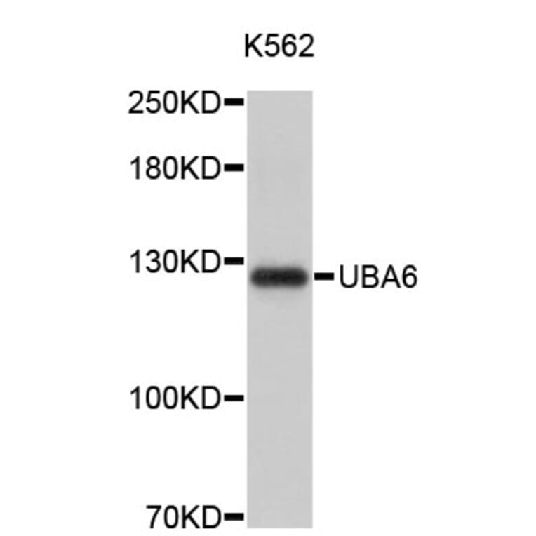 Western Blot - Anti-UBA6 Antibody (A4819) - Antibodies.com