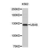 Western Blot - Anti-UBA6 Antibody (A4819) - Antibodies.com