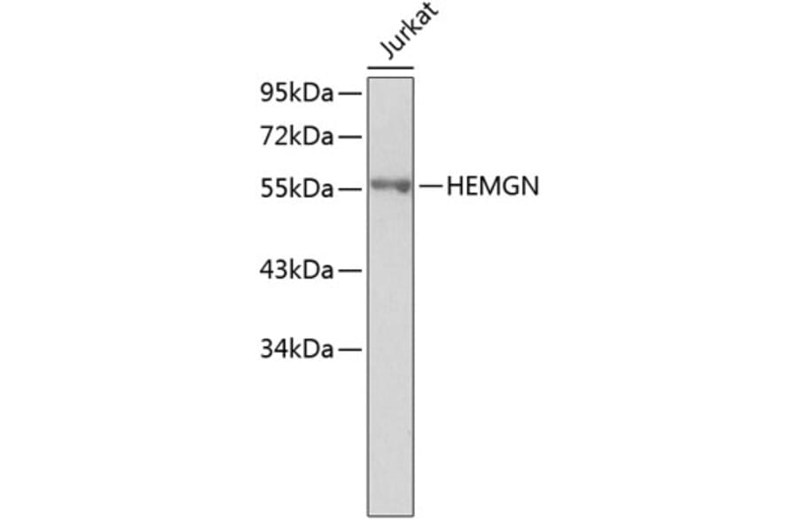 Western Blot - Anti-HEMGN Antibody (A4830) - Antibodies.com