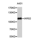 Western Blot - Anti-IARS2 Antibody (A4841) - Antibodies.com