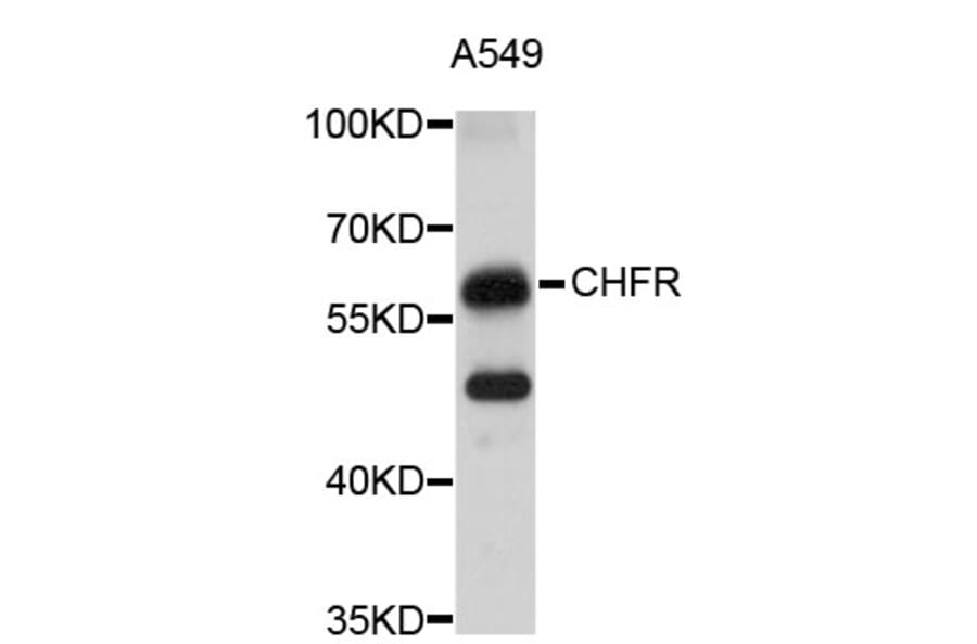 Western Blot - Anti-CHFR Antibody (A4844) - Antibodies.com