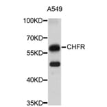 Western Blot - Anti-CHFR Antibody (A4844) - Antibodies.com
