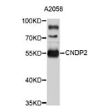 Western Blot - Anti-CNDP2 Antibody (A4845) - Antibodies.com