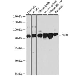 Western Blot - Anti-NKRF Antibody (A9584) - Antibodies.com