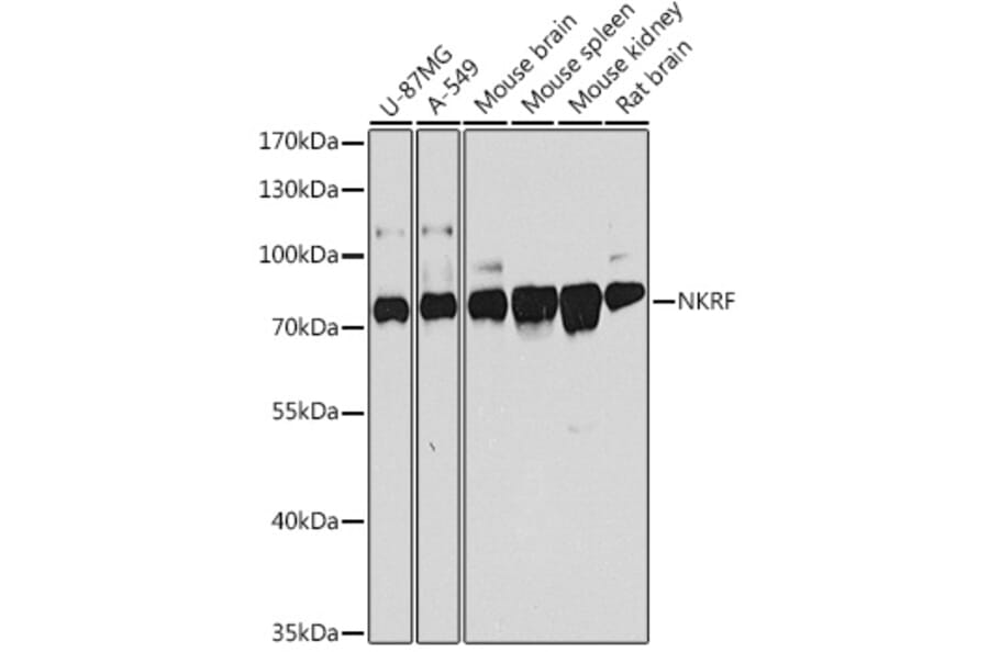Western Blot - Anti-NKRF Antibody (A9584) - Antibodies.com