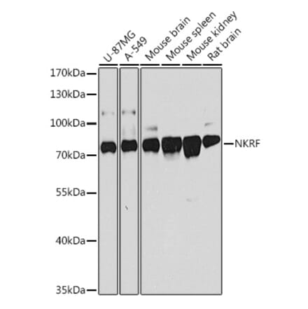 Western Blot - Anti-NKRF Antibody (A9584) - Antibodies.com