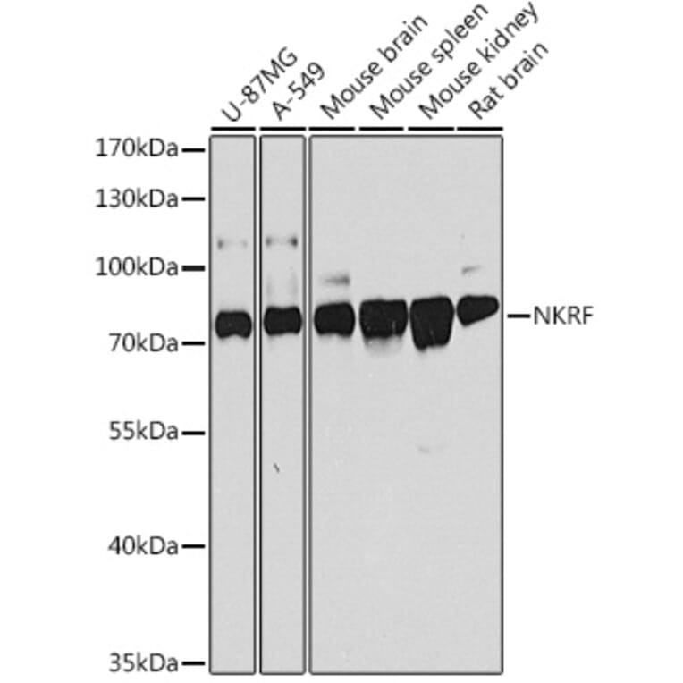 Western Blot - Anti-NKRF Antibody (A9584) - Antibodies.com