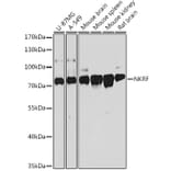 Western Blot - Anti-NKRF Antibody (A9584) - Antibodies.com