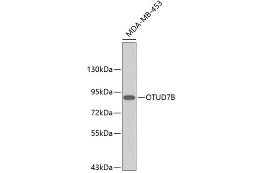 Western Blot - Anti-Cezanne Antibody (A9589) - Antibodies.com