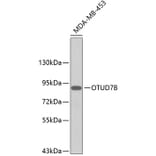 Western Blot - Anti-Cezanne Antibody (A9589) - Antibodies.com