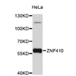 Western Blot - Anti-ZNF410 Antibody (A4901) - Antibodies.com