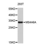 Western Blot - Anti-MS4A6A Antibody (A4926) - Antibodies.com