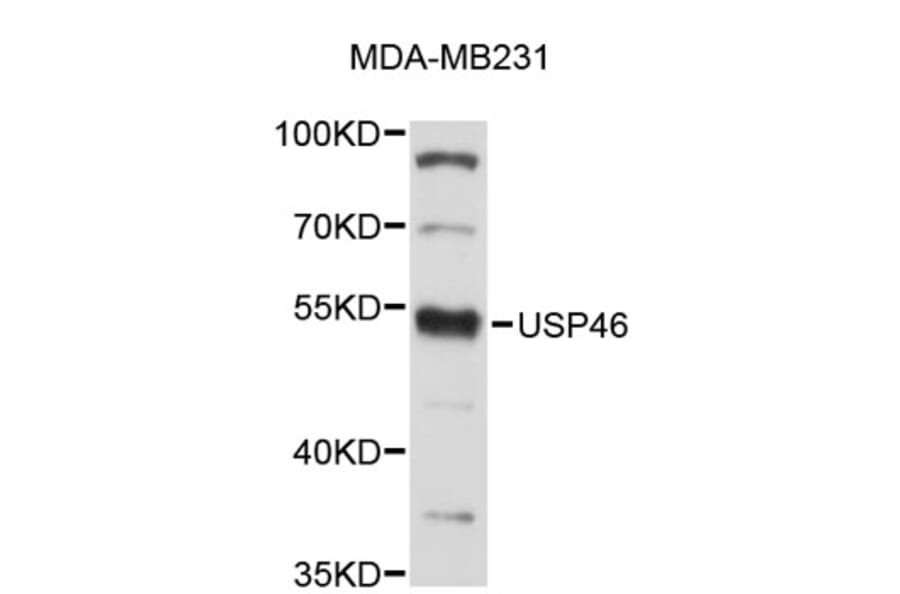Western Blot - Anti-USP46 Antibody (A4939) - Antibodies.com