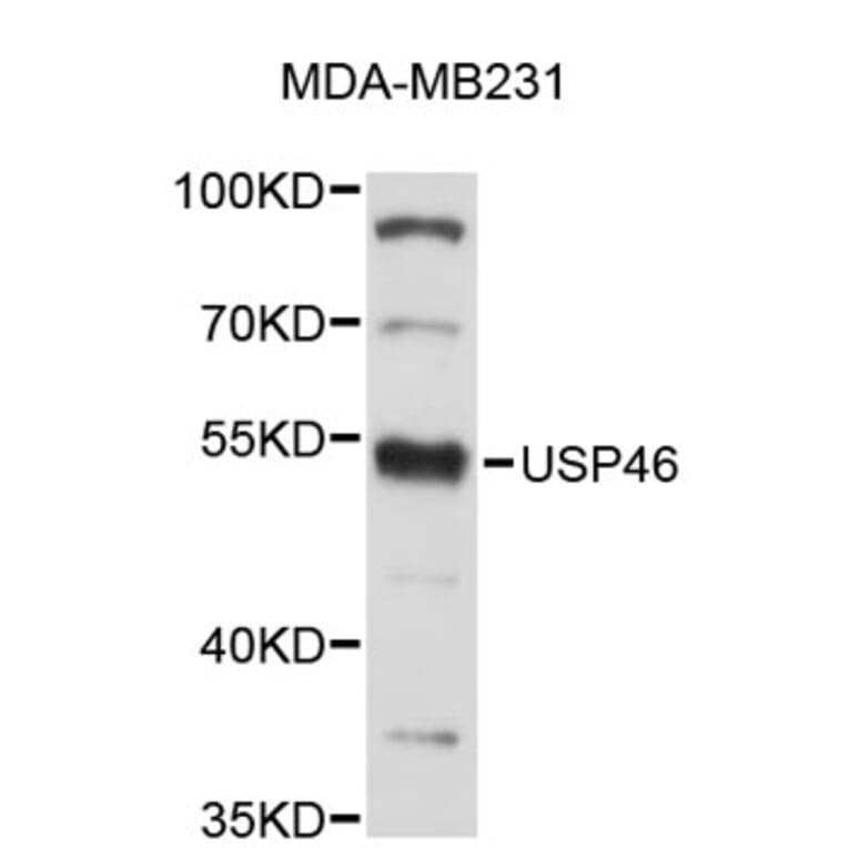 Western Blot - Anti-USP46 Antibody (A4939) - Antibodies.com