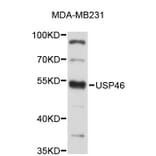 Western Blot - Anti-USP46 Antibody (A4939) - Antibodies.com