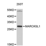Western Blot - Anti-MARCKSL1 Antibody (A4950) - Antibodies.com
