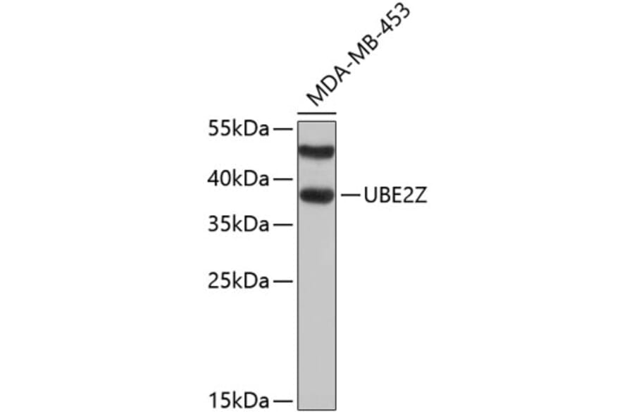 Western Blot - Anti-UBE2Z Antibody (A4951) - Antibodies.com