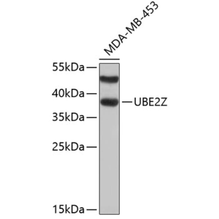 Western Blot - Anti-UBE2Z Antibody (A4951) - Antibodies.com