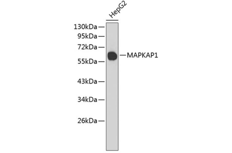 Western Blot - Anti-MAPKAP1 Antibody (A4960) - Antibodies.com