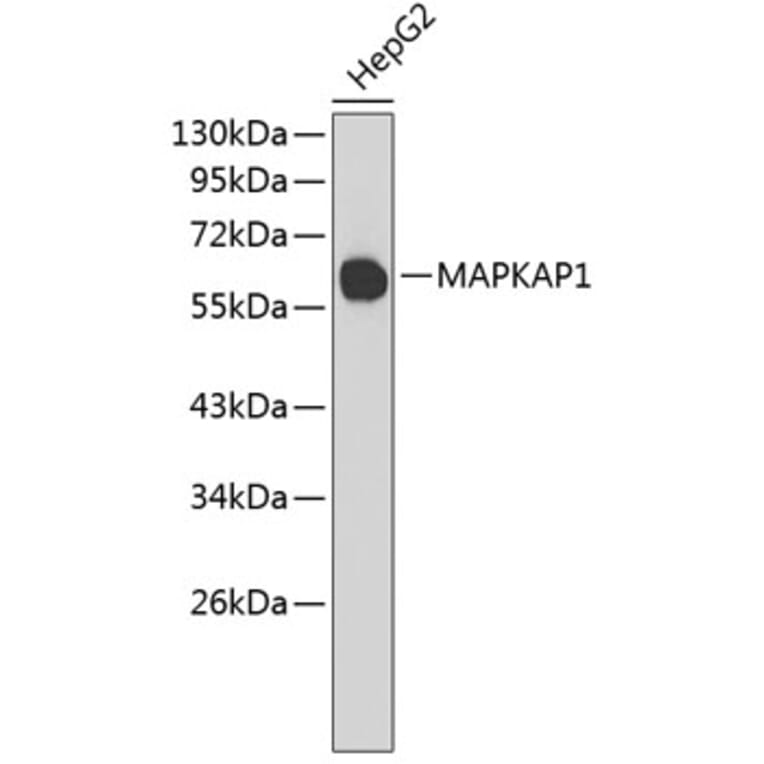 Western Blot - Anti-MAPKAP1 Antibody (A4960) - Antibodies.com