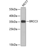 Western Blot - Anti-BRCC3 Antibody (A4965) - Antibodies.com