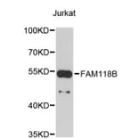 Western Blot - Anti-FAM118B Antibody (A4970) - Antibodies.com